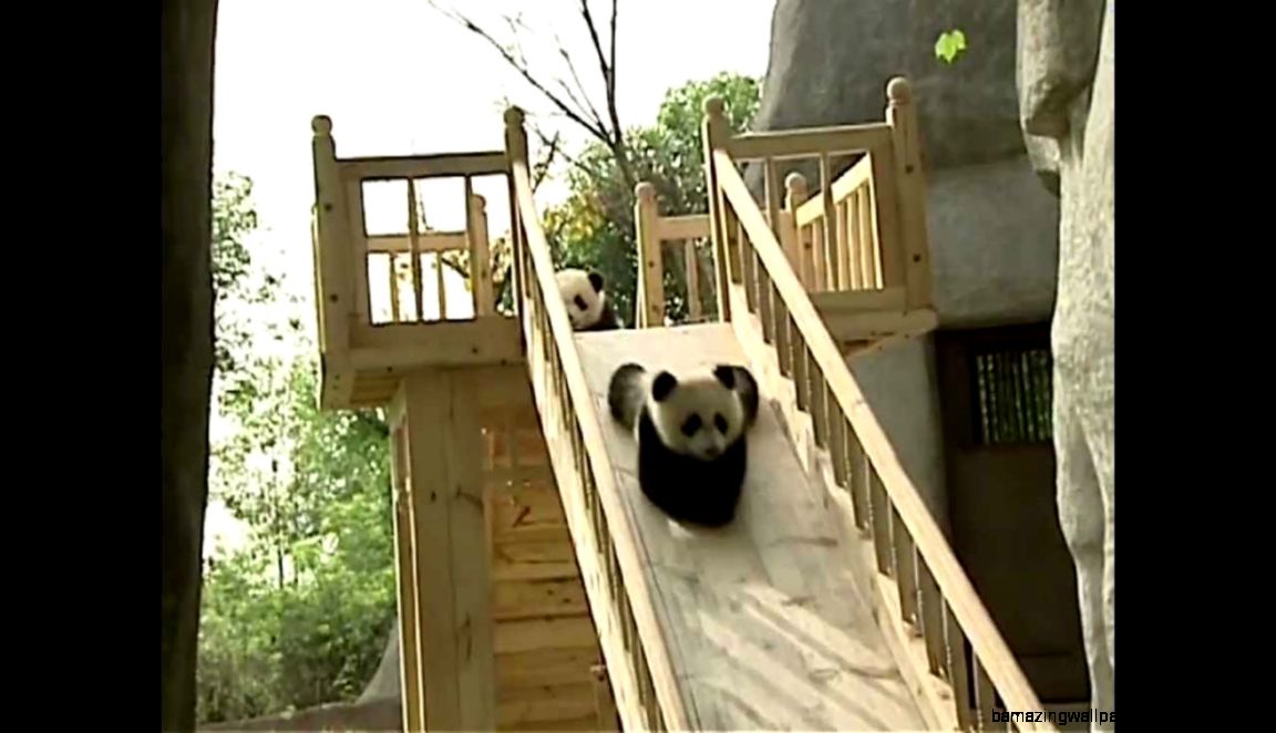 Cute pandas playing on the slide   YouTube Cute pandas playing on the slide   YouTube