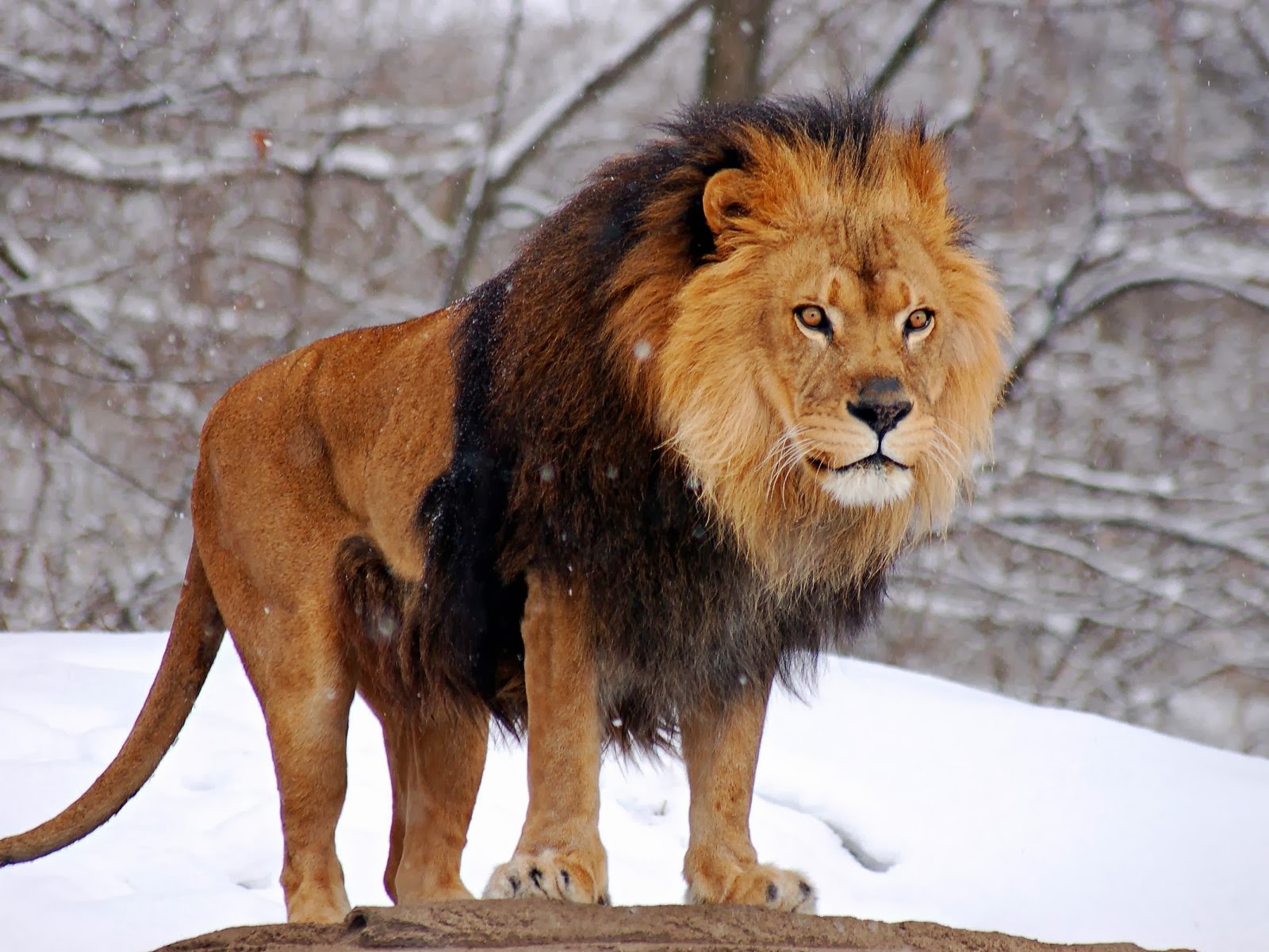 Wildlife Hd Wallpapers Lions Hd Wallpapers The King Of Jungle 2014