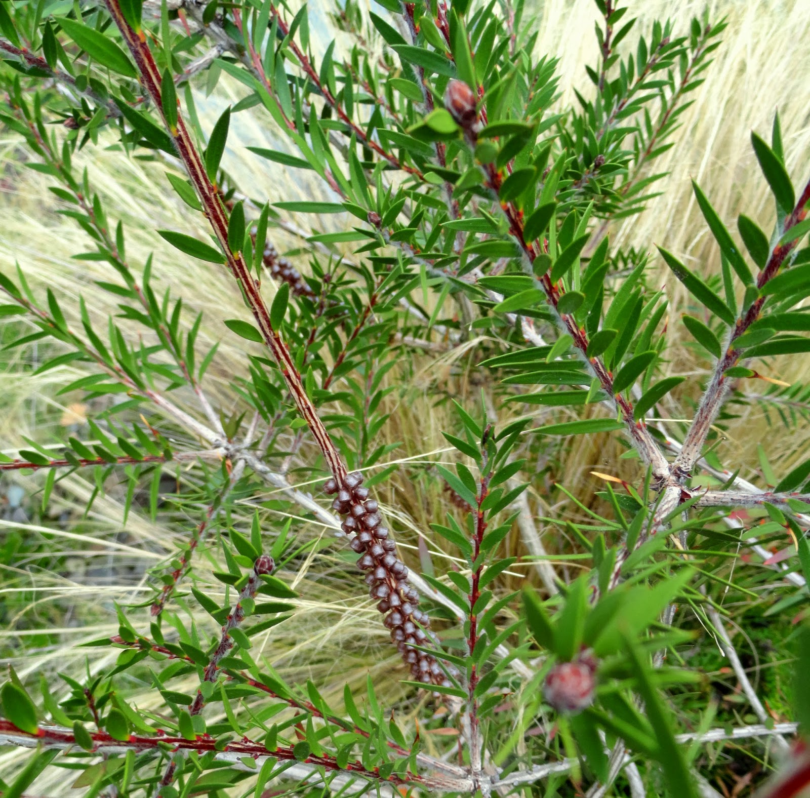 Plant Inventory At 20 Timothy Aesculus Parviflora Bottlebrush