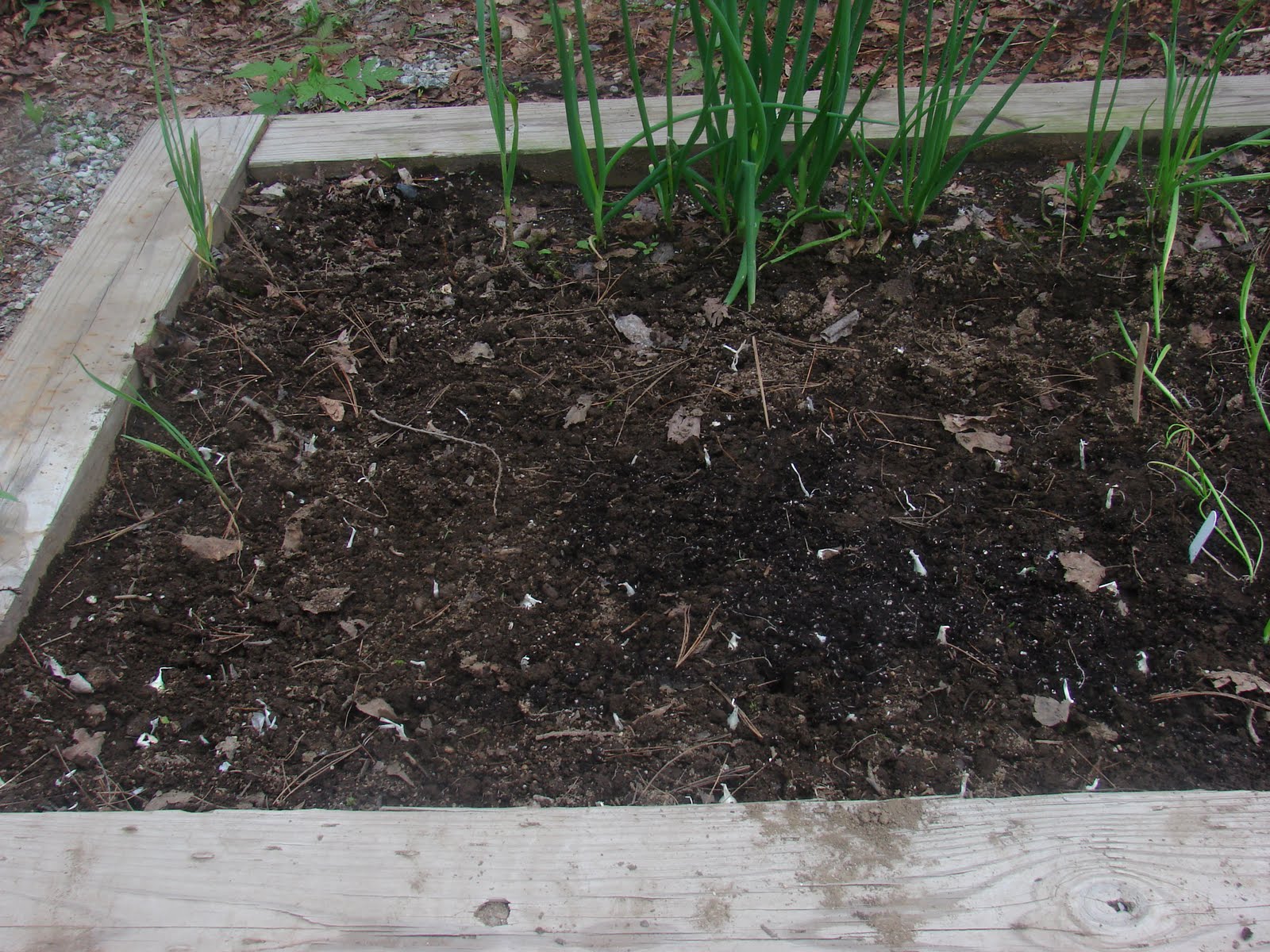 Growing and Cooking Onion bed is finally planted
