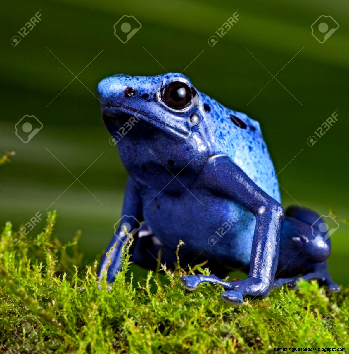 Blue Poison Dart Frog Poisonous Animal Of Amazon Rainforest Blue Poison Dart Frog Poisonous Animal Of Amazon Rainforest