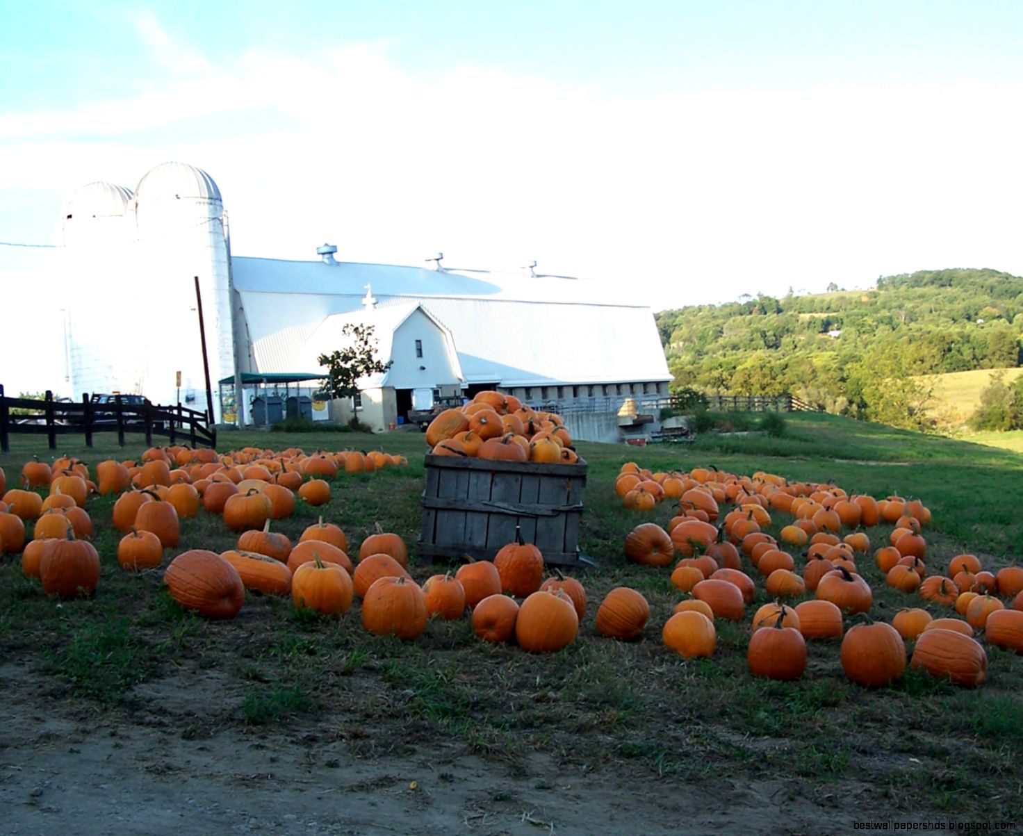 Pumpkin Harvest Festival 2015 Pumpkin Harvest Festival 2015
