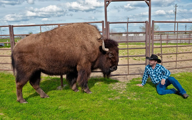 A couple in Texas shares their home with two bison, pet bison, buffalo whisperer, animal pictures, bison pictures