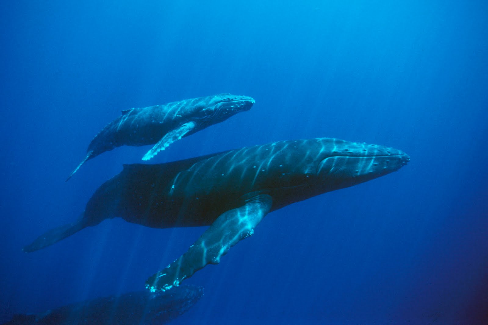 White Wolf : The return of the Blue Whales thrills California whale