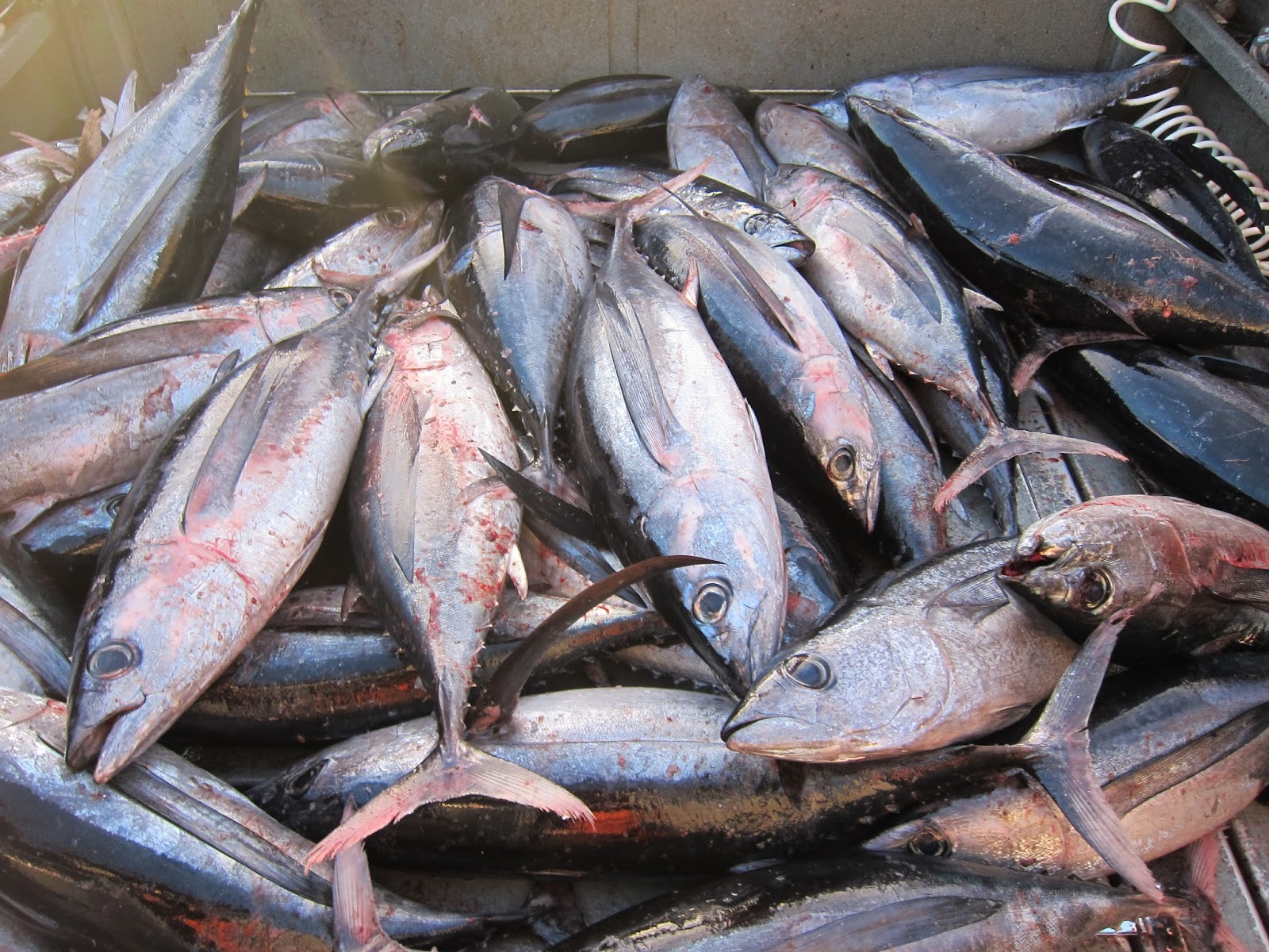 Todds Extreme Fishing killing the tuna on live bait at ilwaco!
