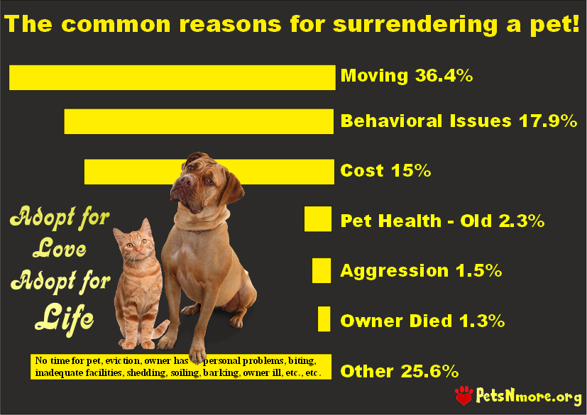 Pets N More Things to Know Before Surrendering Your Pet to a Rescue Group