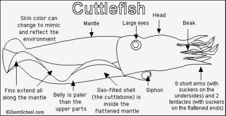 Luciano A.S. Blog blank snail diagram 