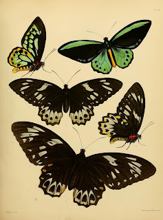 Inexpensive Butterfly Images