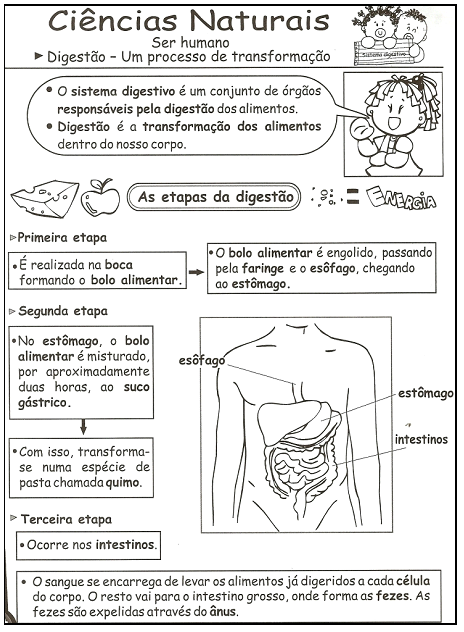 atividades com sistema digestorio - Pesquisa Google