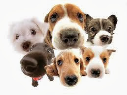 Breeding Dogs