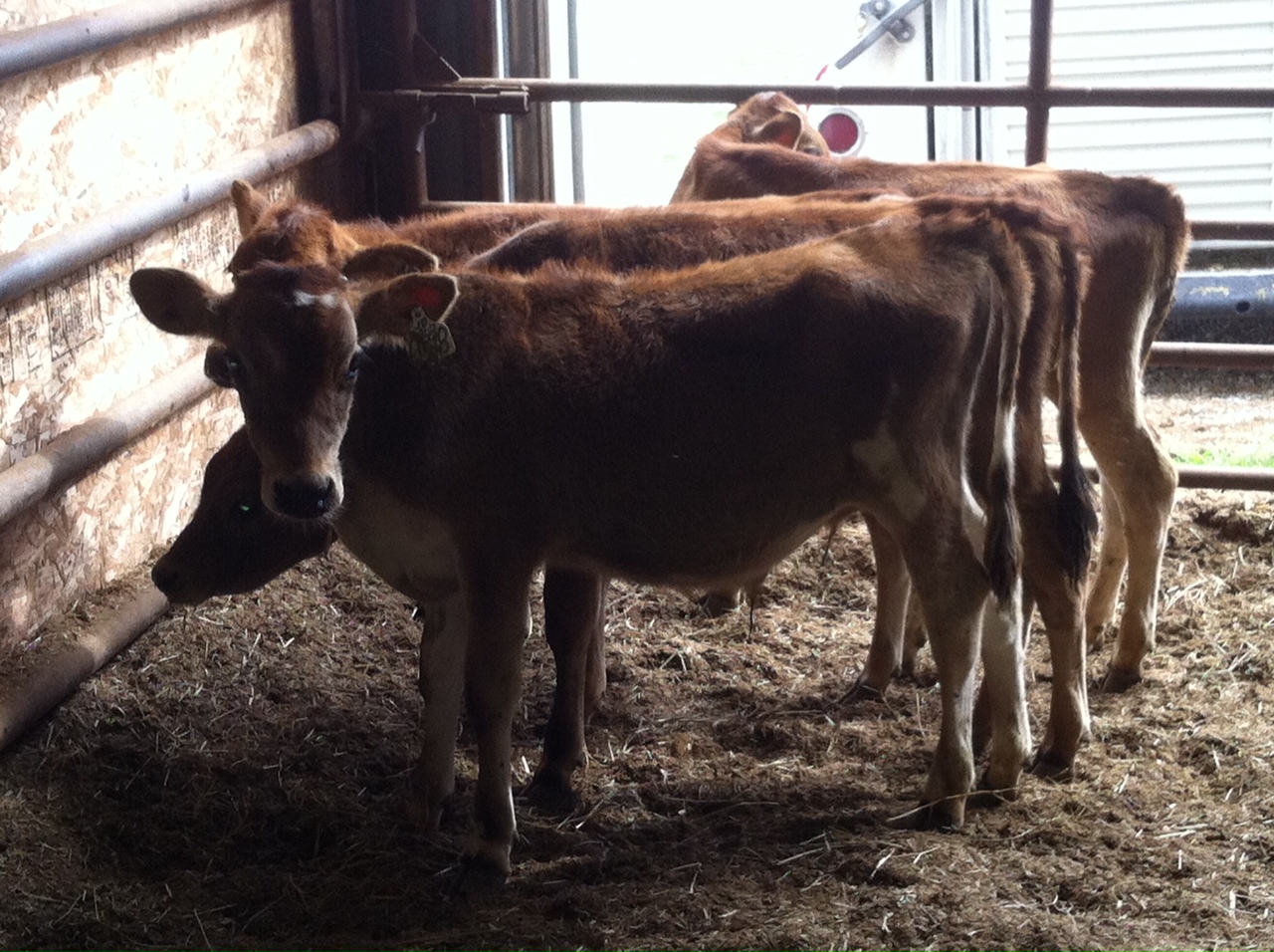 DIAMOND G CATTLE CO. Show steers for sale!!