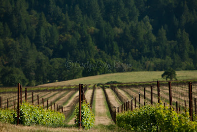 Beringer Knights Valley Vineyard