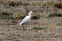 Cattle Egret