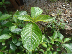 Makanan Tambahan