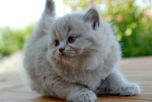 The Life Of Animals British Longhair