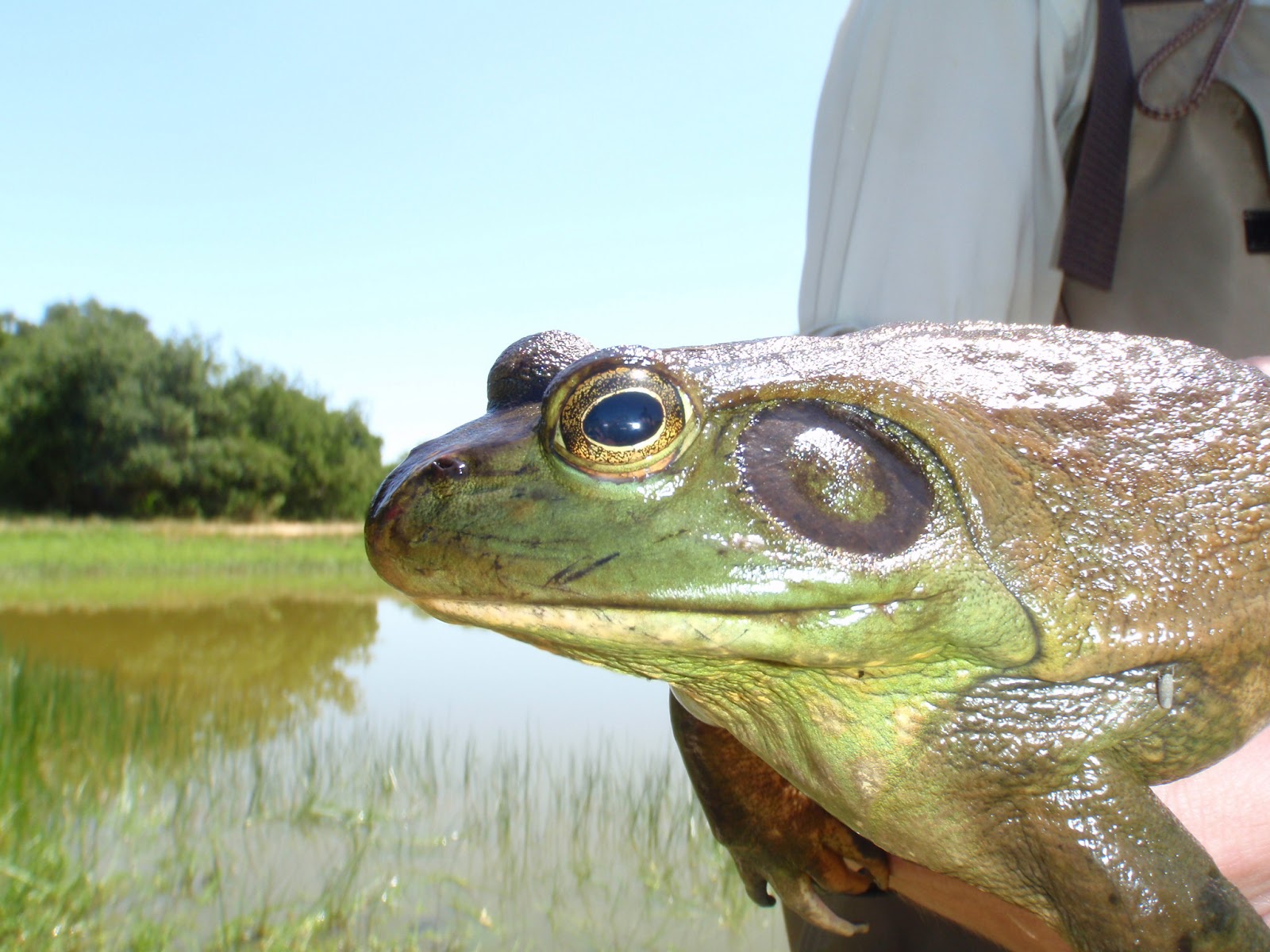 A tail of two amphibians invasive American bullfrogs & threatened California redlegged frogs
