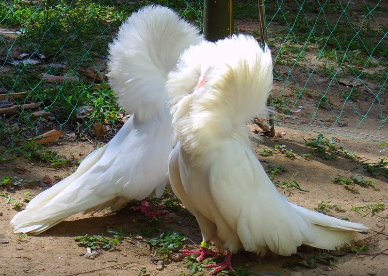 Pigeon White Jacobin