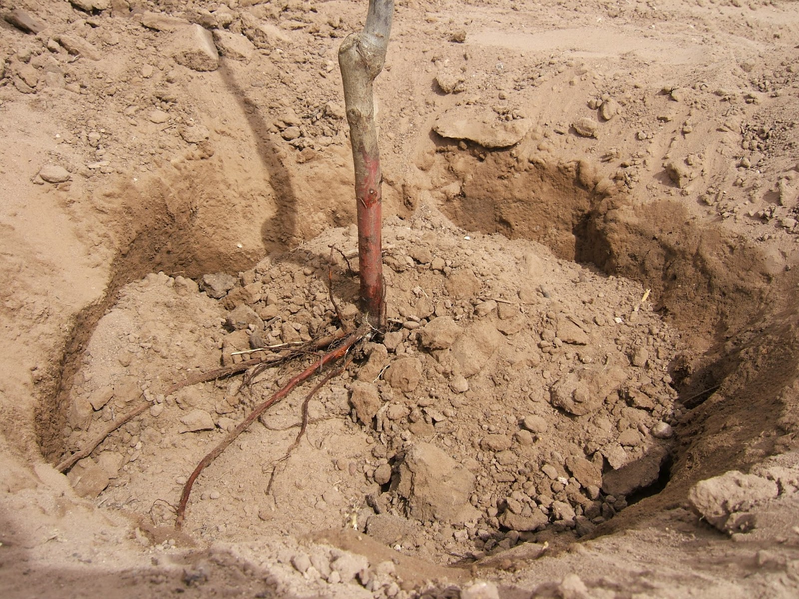 Grafted Fruit Tree Planting Part 2 Plant Your Tree!