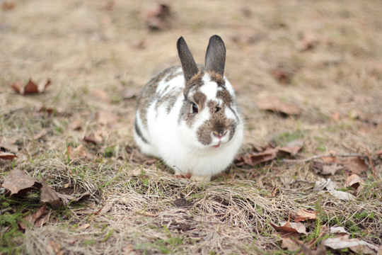 white bunny on a lawn