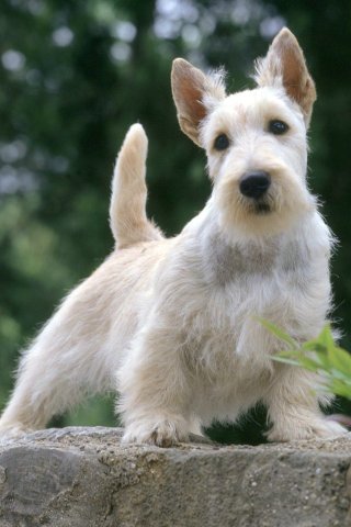 Mobile Phones Wallpaper