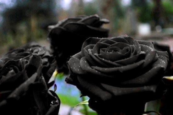      Halfeti-black-roses4