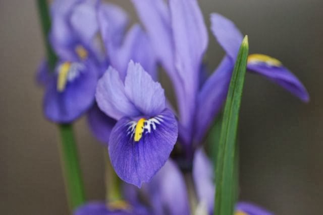 Viburnum Tinus For A Border