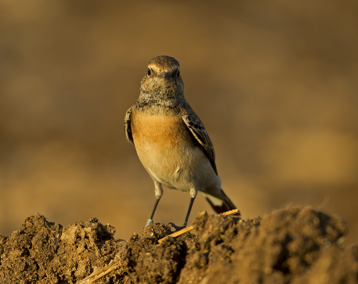 Bahrain Birds