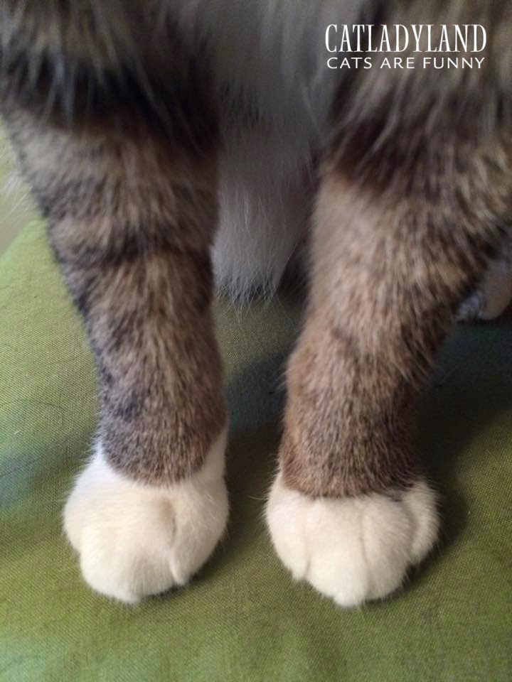 Catladyland Cats are Funny Friday Cat Feet
