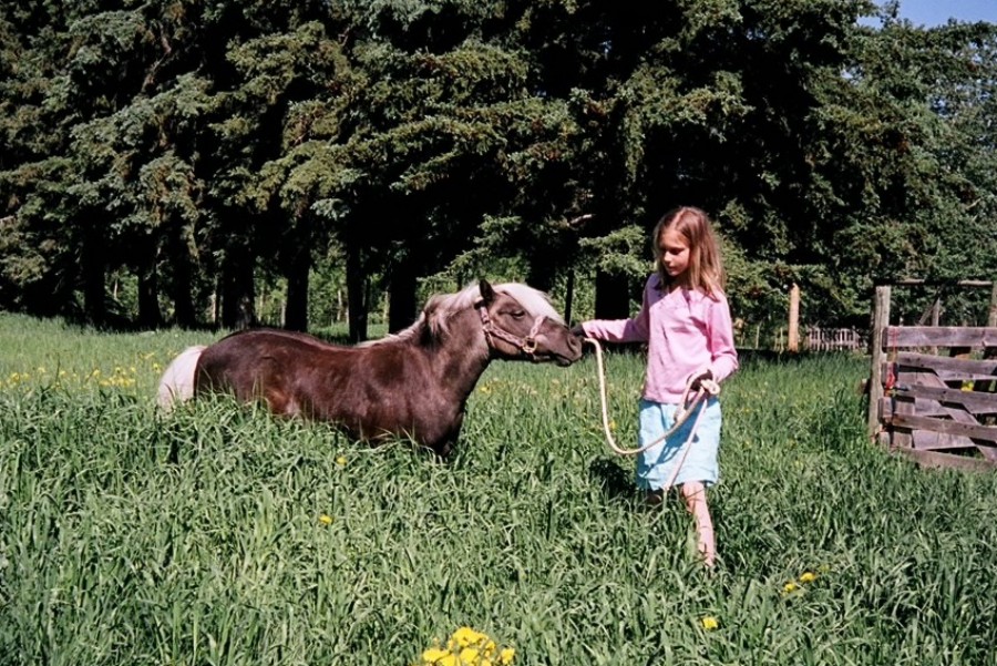 The Animal Cabin Supplies Needed for Owning a Miniature Horse or Pony