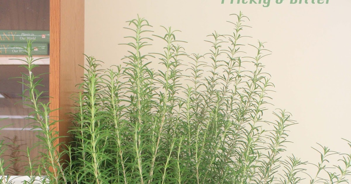 Prickly and Bitter There's Rosemary, that's for Remembrance