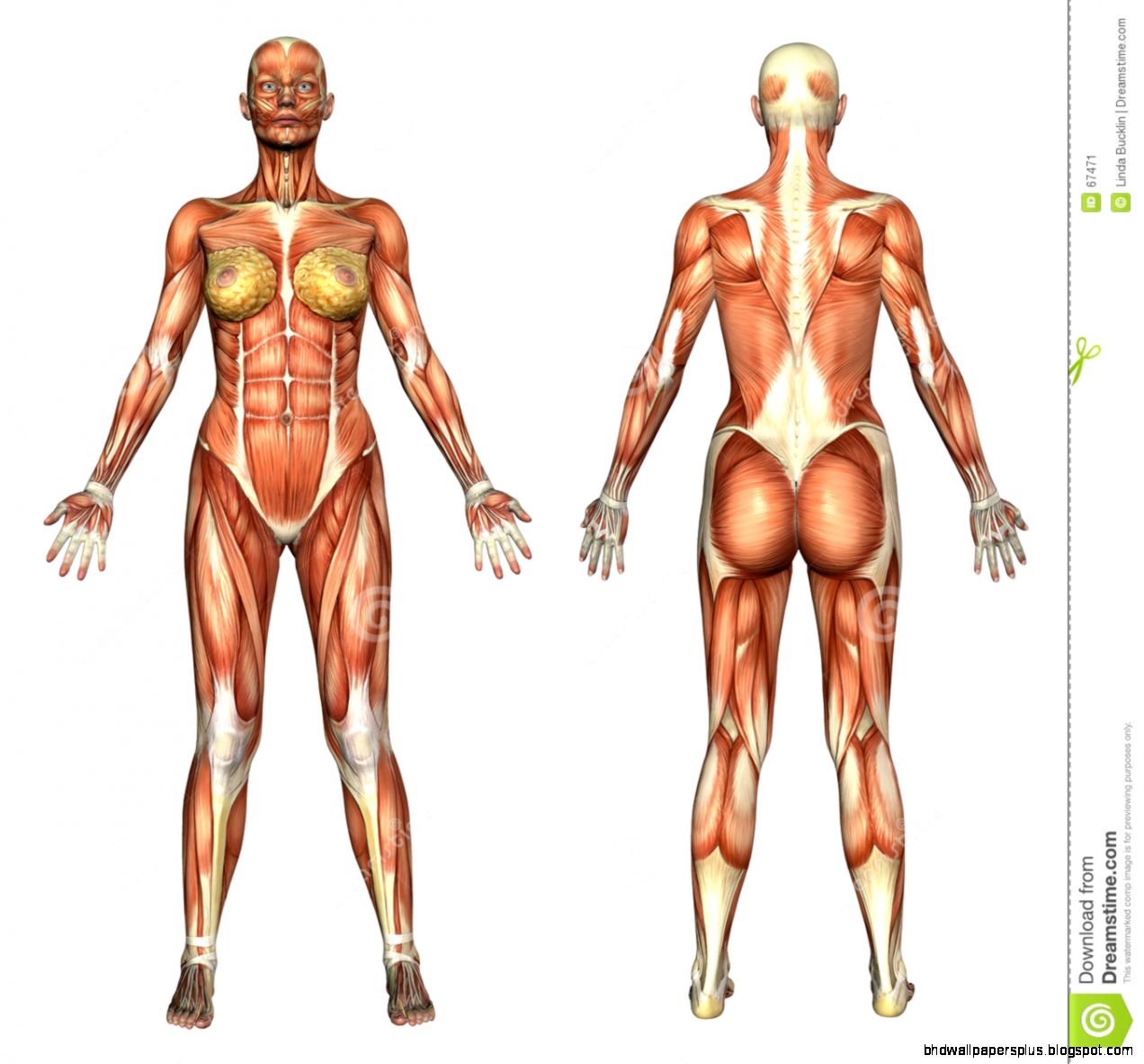 Human Anatomy Muscle System Female Stock Image Image 67471 Human Anatomy Muscle System Female Stock Image Image 67471