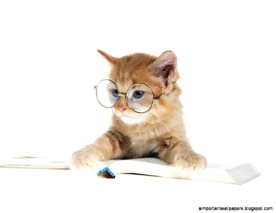 HD Animal Wallpapers Apple HD Wallpaper HD Animal Wallpapers Apple HD Wallpaper