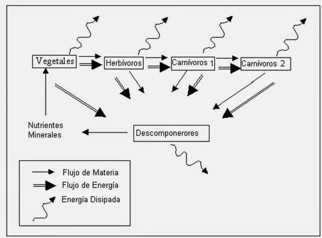 las cadenas y tramas troficas ciencias ii unidad viii cadenas alimentarias y redes las cadenas y tramas troficas ciencias ii unidad viii cadenas alimentarias y redes