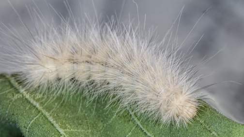 Jana Malinek Photography May 2013