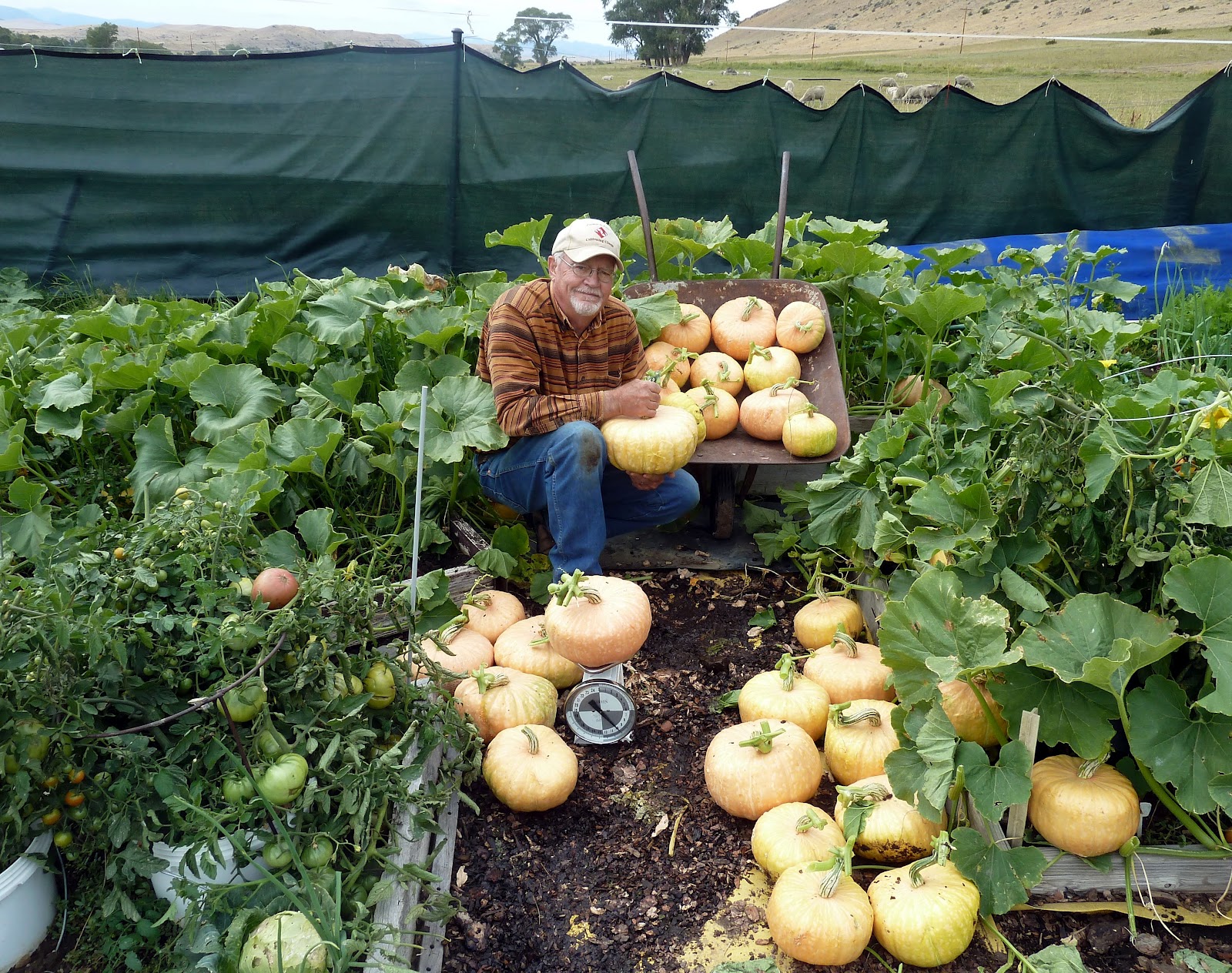 Gardening for Life - Discovering New Ways To Feed The World: BETTER