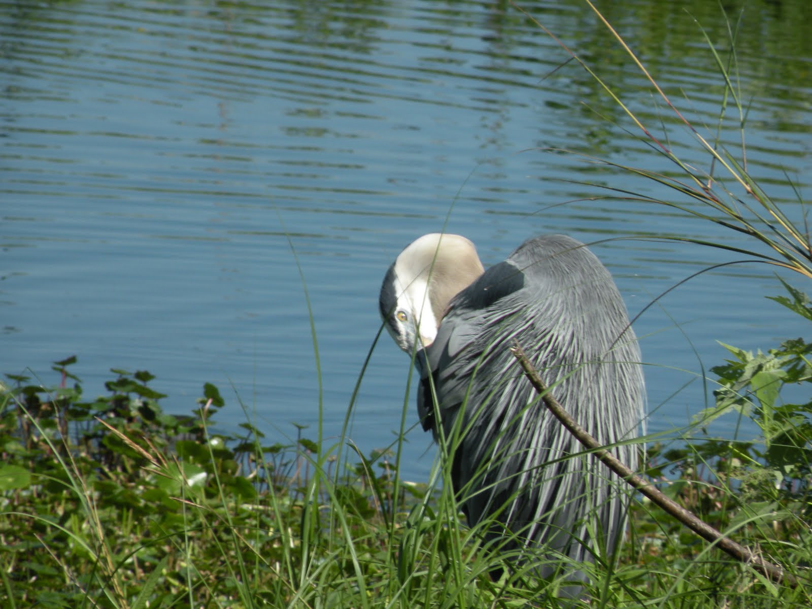Animals and Landscapes of Florida Central Florida Birds The great