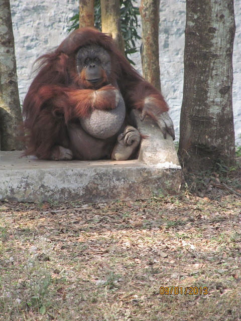 Nandankanan Zoo Puri Odisha