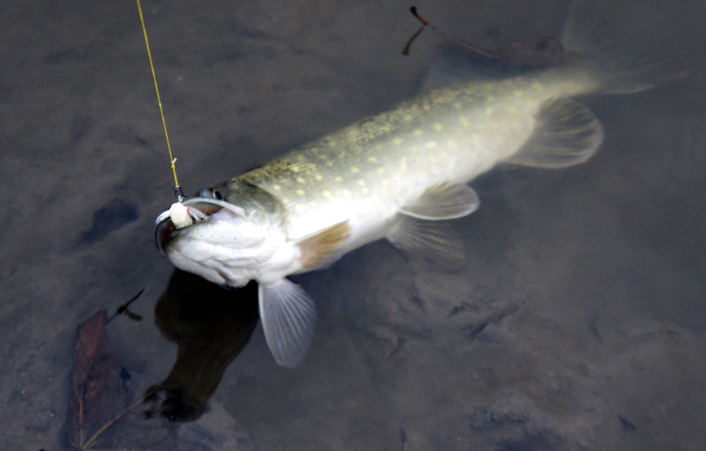 Homemade Fishing Lure Blog 18/11/12 25/11/12