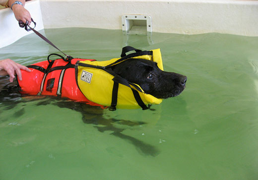 The Weight Of Water And How It Helps Dogs | Dawg Business ...