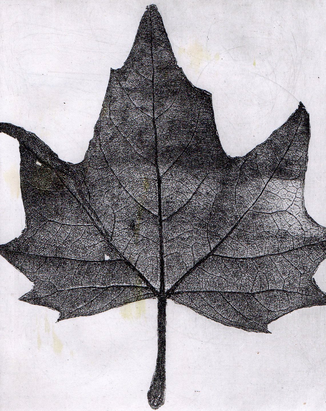 Leaf Etching
