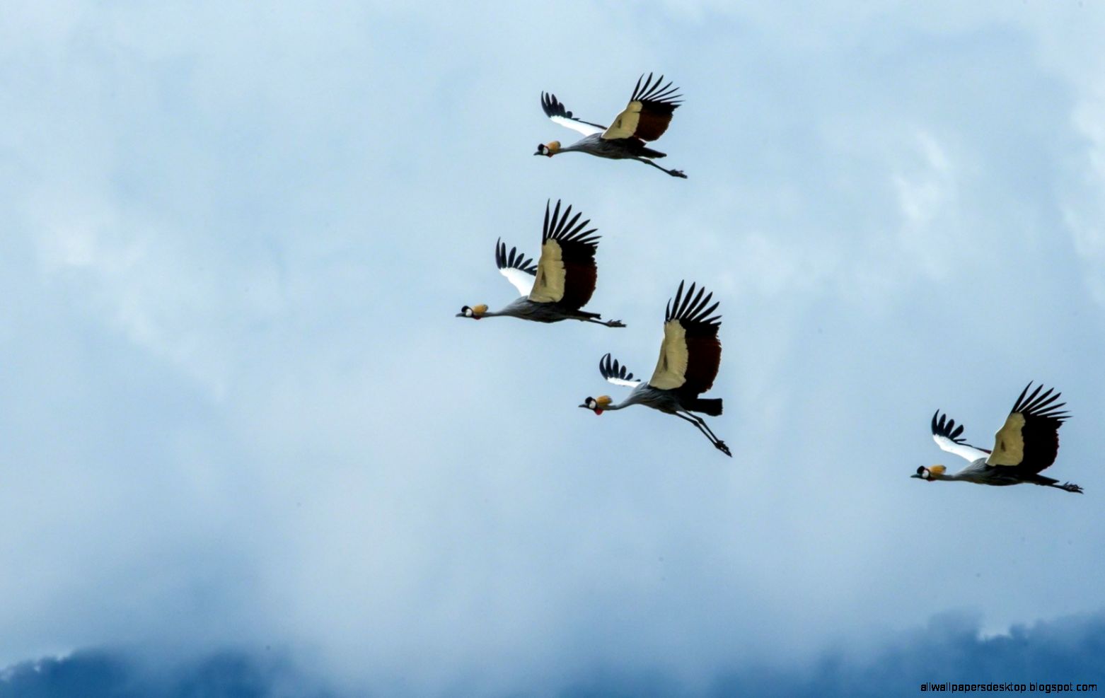 Sandhill Crane Bird Water Hd Wallpaper