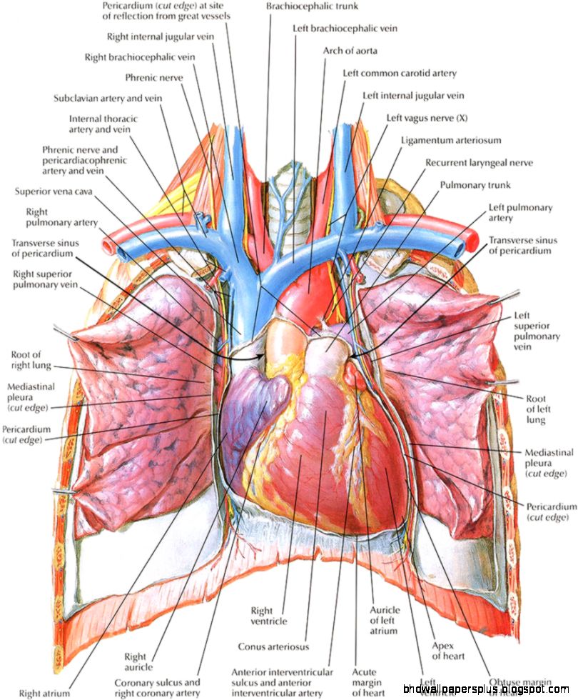 human heart anatomy diagram Wallpaperss HD human heart anatomy diagram Wallpaperss HD