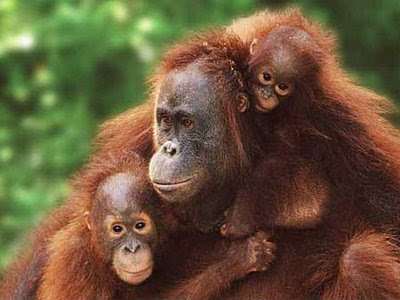 amazon orangutan