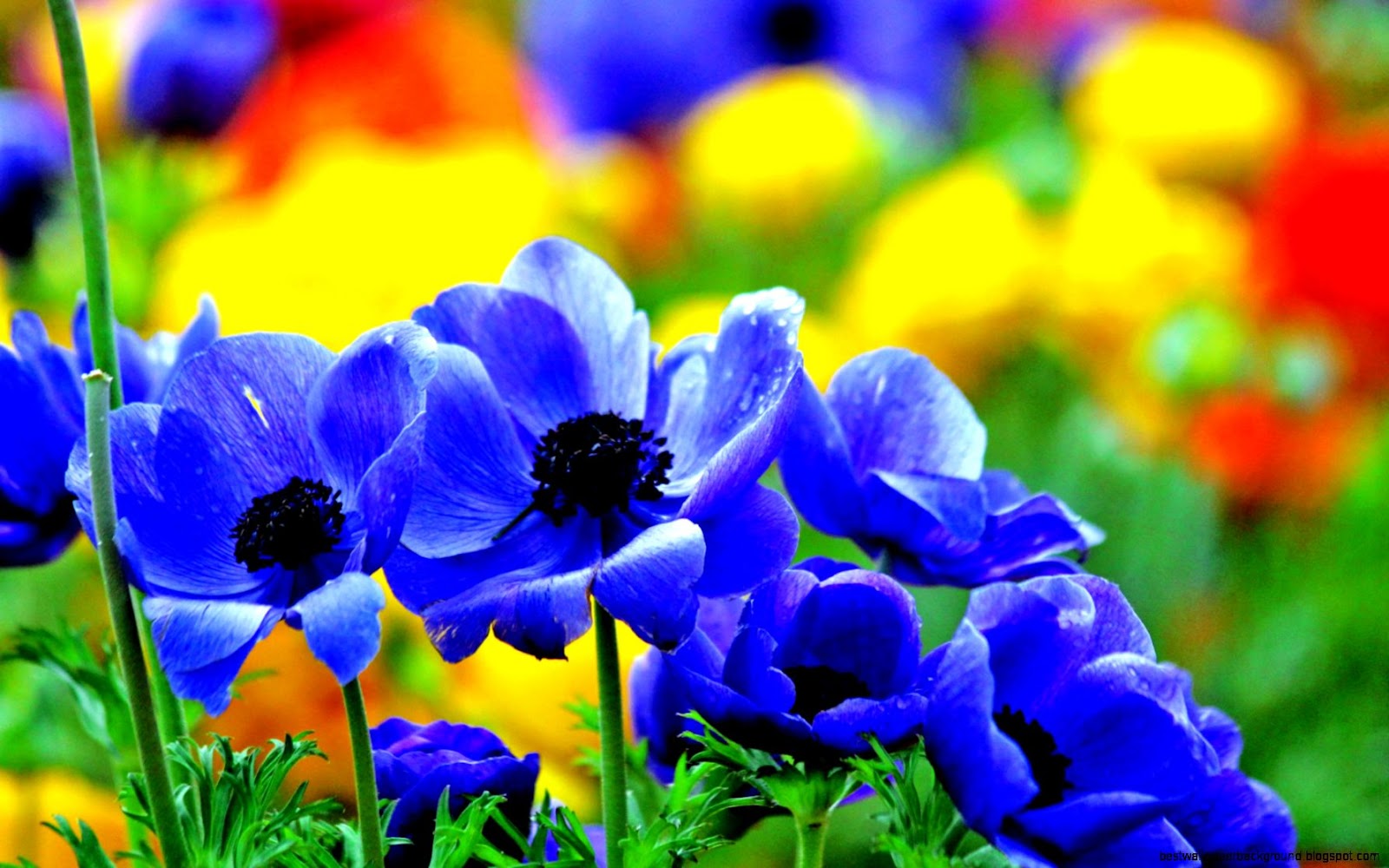 Blue Flower Desktop Blue Flower Desktop
