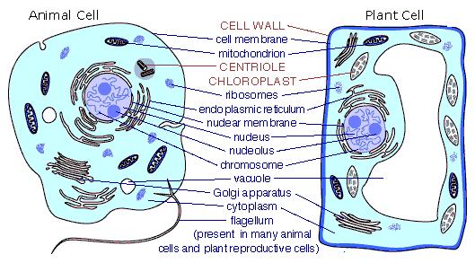 simple animal cell with labels. simple animal cell structure.
