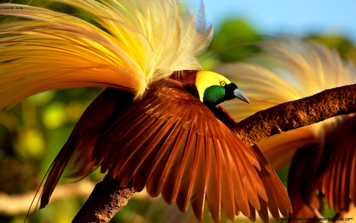 Greater Bird of Paradise   YouTube Greater Bird of Paradise   YouTube
