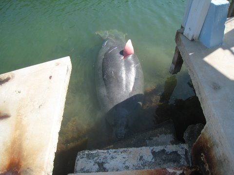 Captain Keysmon: INJURED MANATEE
