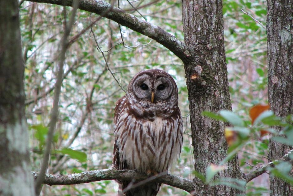 Edge of the Wildwood Birding in Tennessee Barred Owl