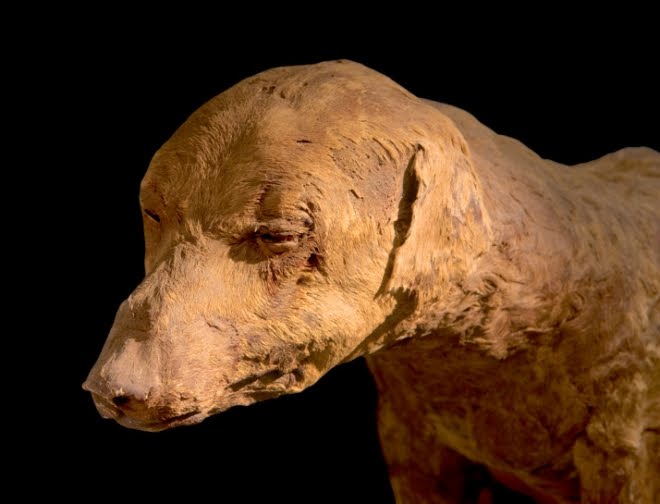 Des chiens élevés en France il y a 11.500 à 15.000 ans