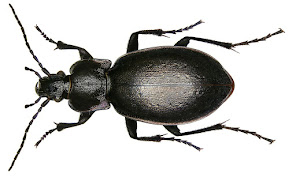 LA FOTO DEL MES (ESCARABAJOS CARABIDAE)